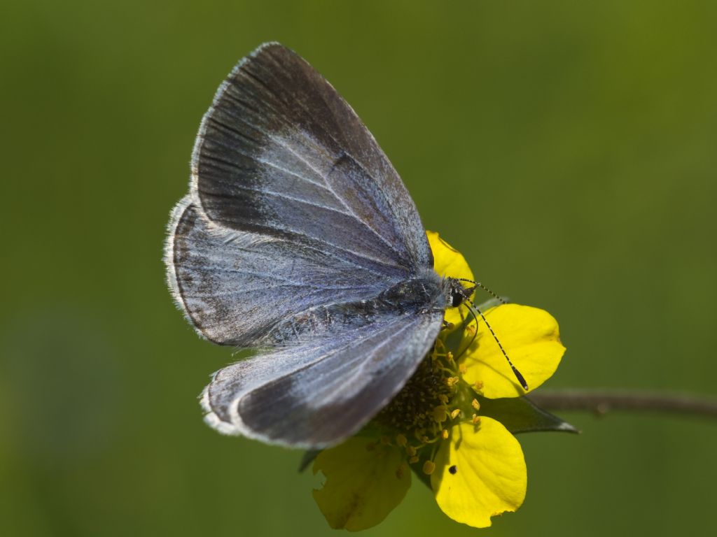 Celastrina argiolus femmina? S